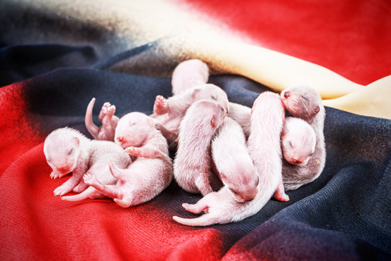 De la naissance au paquet d'énergie : les étapes de la vie du furet