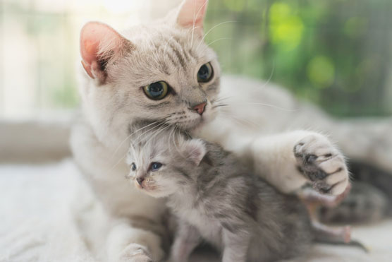 Aide-mémoire Chats pour une familleAujourd'hui