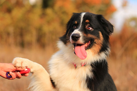 Aide-mémoire de dressage de chiens pour une famille aujourd'hui