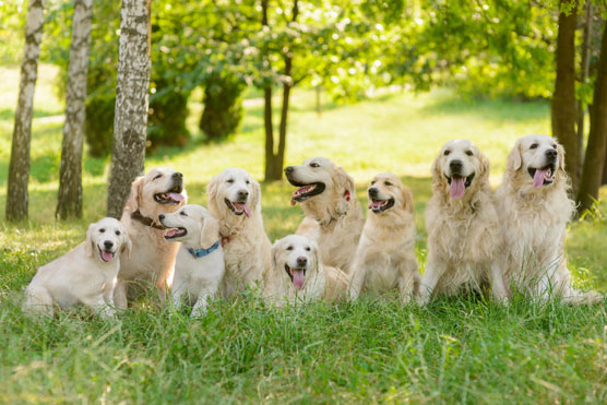 Feuille de triche Golden Retrievers For aFamilyToday