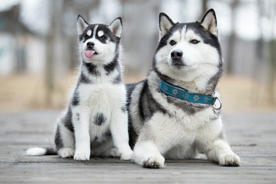 Aide-mémoire Huskies sibériens pour une famille aujourd'hui