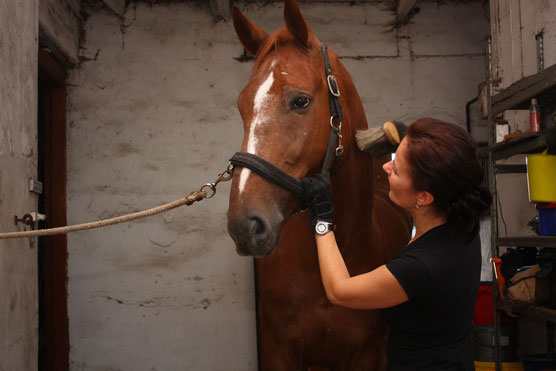 Aide-mémoire Horses For aFamilyToday