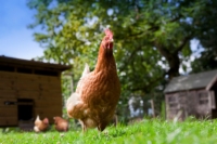 Dix idées fausses courantes sur la santé et les traitements du poulet