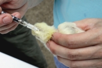 Dix idées fausses courantes sur la santé et les traitements du poulet