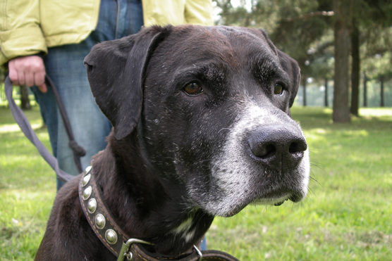 Comment aider les pitbulls à bien vieillir