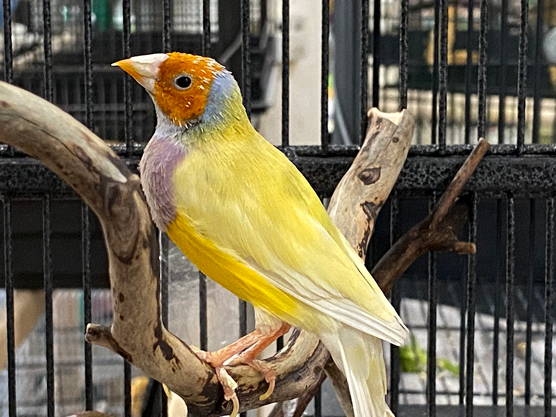 Choisir son oiseau : les meilleurs oiseaux pour les débutants