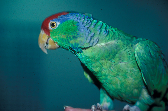 Choisir son oiseau : les meilleurs oiseaux pour les débutants