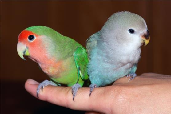 Choisir son oiseau : les meilleurs oiseaux pour les débutants