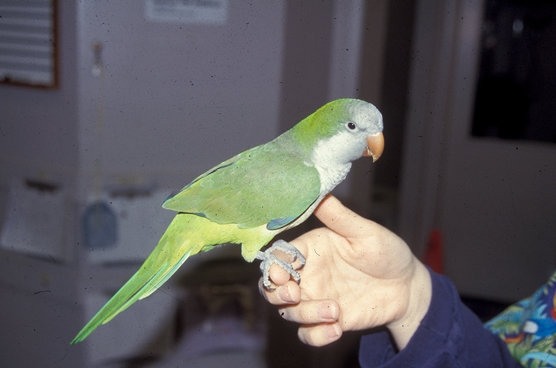 Choisir son oiseau : les meilleurs oiseaux pour les débutants