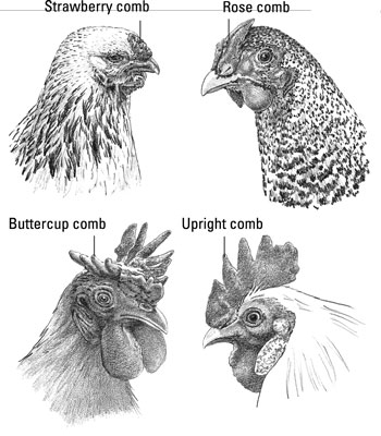 Les parties de la tête et du cou d'un poulet