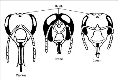 Comment identifier les parties du corps de base des abeilles mellifères