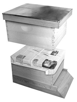 Comment combiner deux colonies d'abeilles en une seule ruche