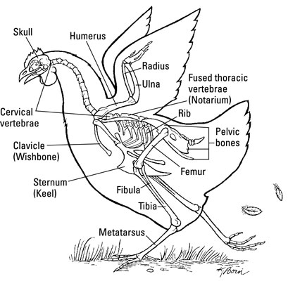 Le squelette d'un poulet