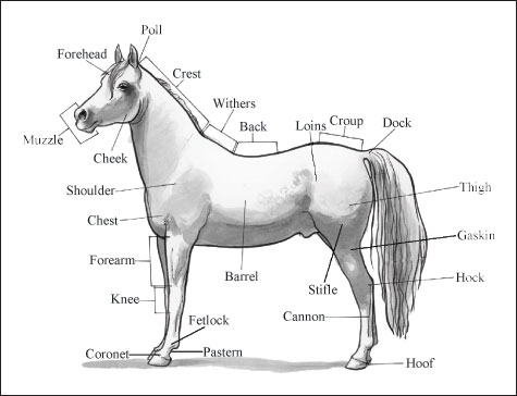 Identifier les parties et les marques du cheval