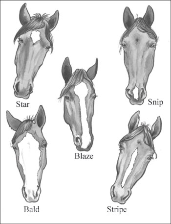 Identifier les parties et les marques du cheval