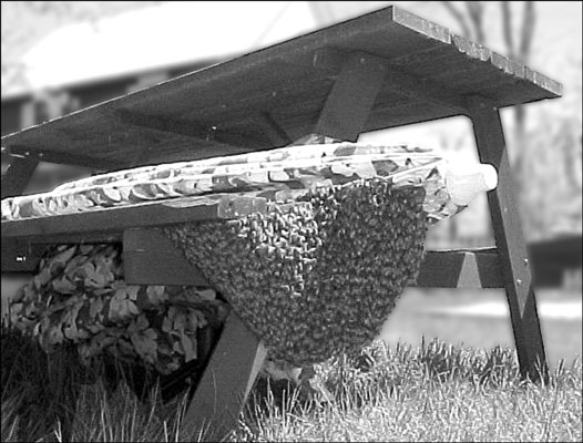 Comment prévenir l'essaimage en apiculture