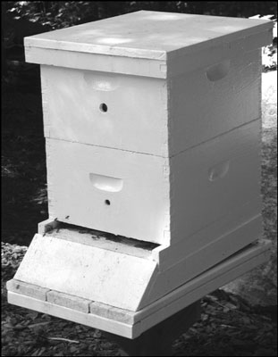 Comment prévenir l'essaimage en apiculture