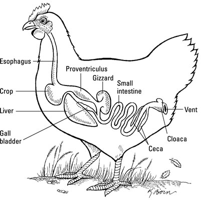 Le système digestif d'un poulet