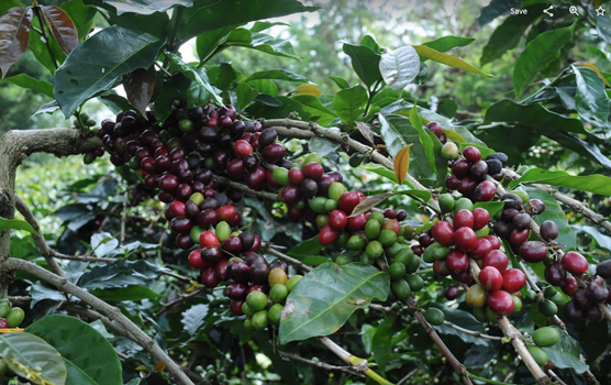 Le cycle de vie du café : de la graine à la récolte