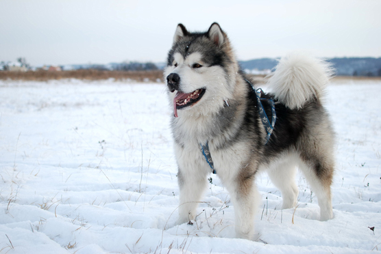 Sosies et imposteurs de Husky de Sibérie