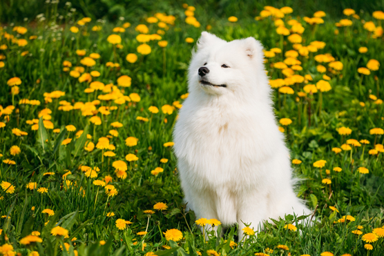 Sosies et imposteurs de Husky de Sibérie