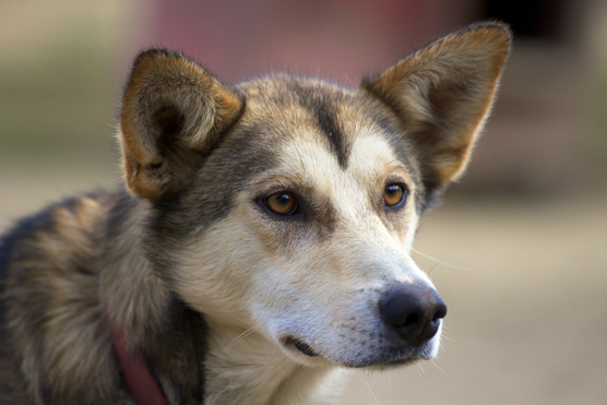 Sosies et imposteurs de Husky de Sibérie