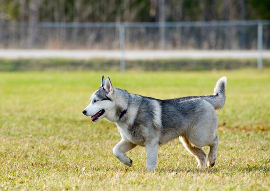 Sosies et imposteurs de Husky de Sibérie