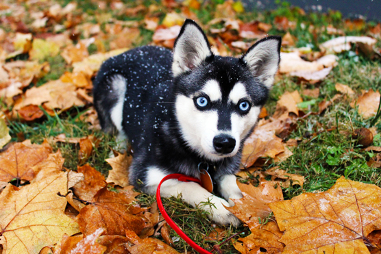 Sosies et imposteurs de Husky de Sibérie