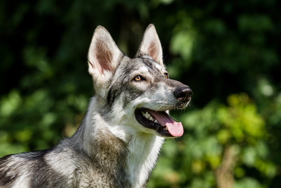 Sosies et imposteurs de Husky de Sibérie