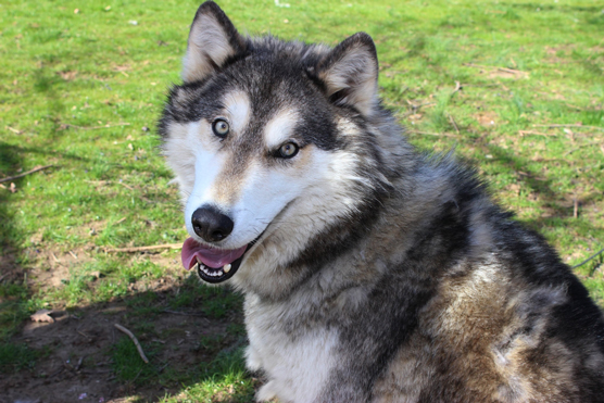 Sosies et imposteurs de Husky de Sibérie