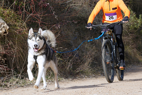 10 grandes activités pour les huskies sibériens