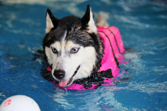 10 dangers pour les huskies sibériens