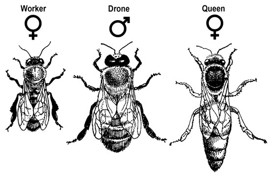 Comment identifier les 3 castes d'abeilles