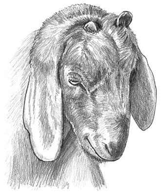 Comment prévenir et traiter les racailles après l'ébourgeonnage d'une chèvre