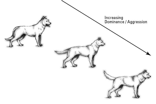 Comprendre votre chien pour une feuille de triche pour une famille aujourd'hui