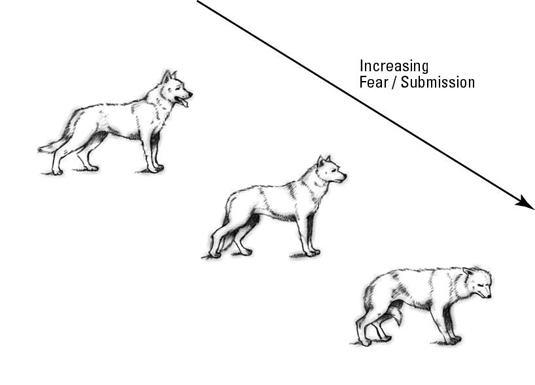 Comprendre votre chien pour une feuille de triche pour une famille aujourd'hui