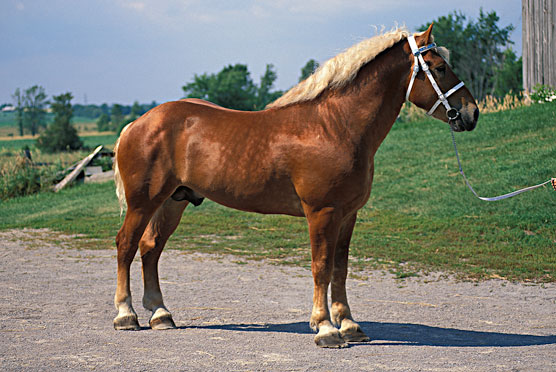 Au-delà du top 10 des races de chevaux : les races croisées et les races de trait