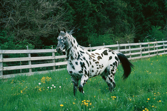 Rencontrez les 10 meilleures races de chevaux