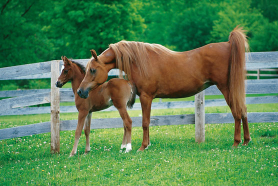 Rencontrez les 10 meilleures races de chevaux