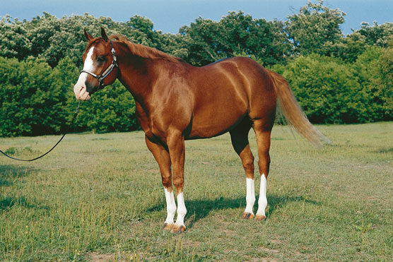 Rencontrez les 10 meilleures races de chevaux