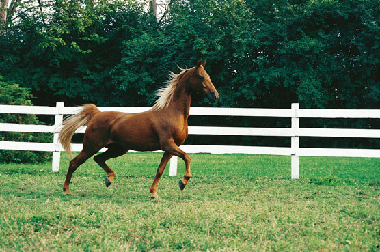 Rencontrez les 10 meilleures races de chevaux