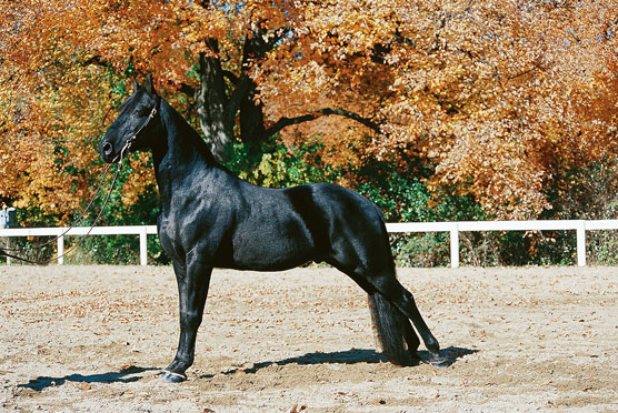 Rencontrez les 10 meilleures races de chevaux