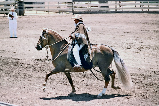 Au-delà du top 10 des races de chevaux : les chevaux à allure