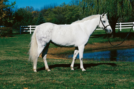 Au-delà du top 10 des races de chevaux : races de poneys et warmbloods