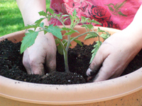 Jardinage en conteneur : comment planter des légumes en pot