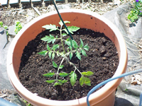 Jardinage en conteneur : comment planter des légumes en pot