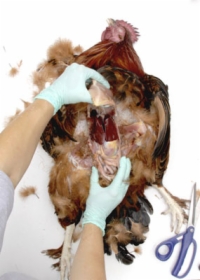 Nécropsier un poulet : les organes internes