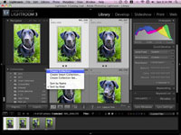 Comment configurer des collections de photos de votre chien dans Lightroom