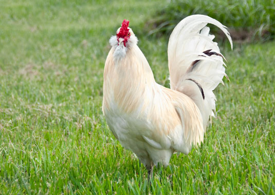 10 façons de devenir fantaisiste en élevant des poulets