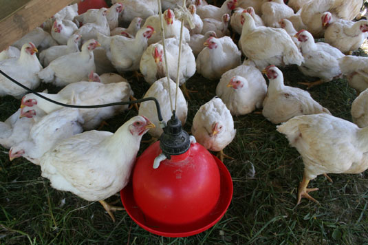 10 façons de devenir fantaisiste en élevant des poulets